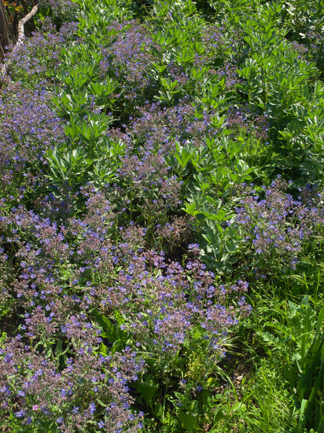 biodynamic vegetable garden with broad  beans and Borage plant  full of blue star shaped  flowers  during the sprin - Photo, Image