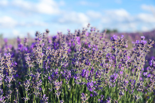Beautiful blooming lavender in field on summer day - 写真・画像