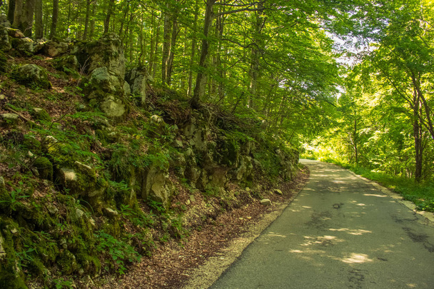 порожній бетон самотній автомобільний шлях у глибокому зеленому лісовому природному середовищі
 - Фото, зображення