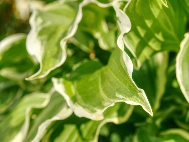 Растение хоста. Декоративная форма популярного цветка, сельский парк с клумбами
 - Фото, изображение
