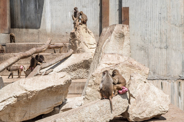 monkeys climbed on stones in a zoo - Photo, Image