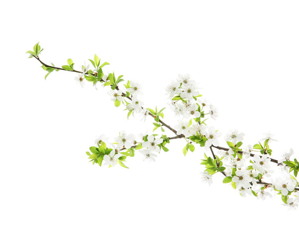 Beautiful blossoming branches on white background - Fotografie, Obrázek