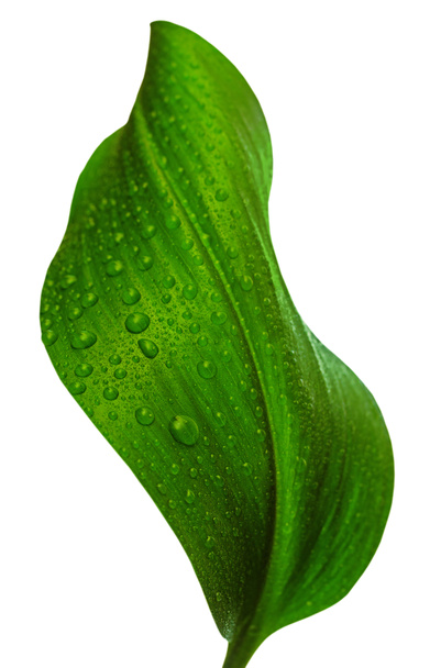Leaf with drops of water - Photo, Image