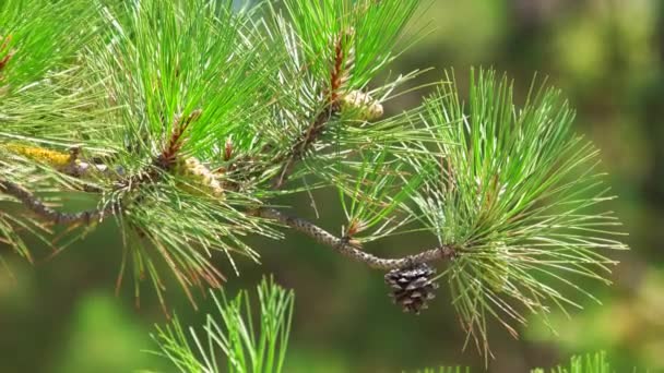 Close-up of a pine tree branch. - Footage, Video