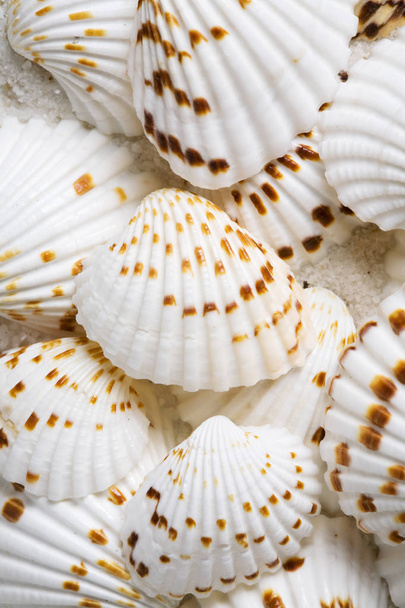 Paljon Seashells muodostavat kuoren tausta
 - Valokuva, kuva