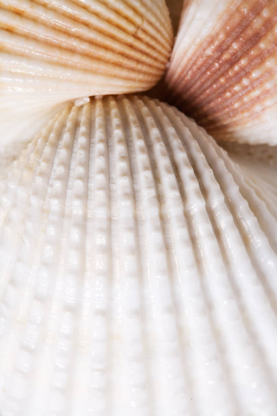 Three seashells on sand close up - Фото, зображення