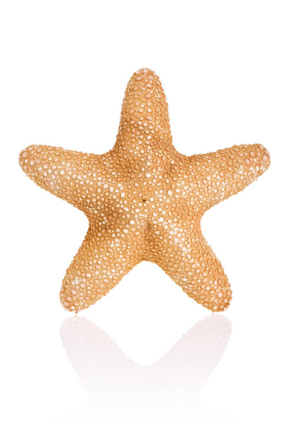 Джунгли морской звезды изолированы на белом фоне с отражением
 - Фото, изображение