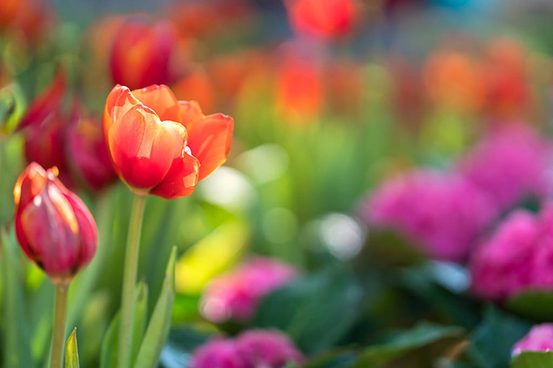 Cerca de tulipanes rojos y morados floreciendo en el jardín de flores
 - Foto, Imagen