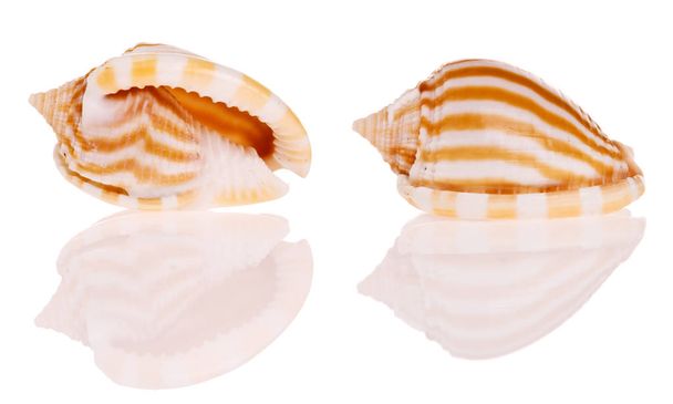 fehér alapon izolált kagylók - Fotó, kép