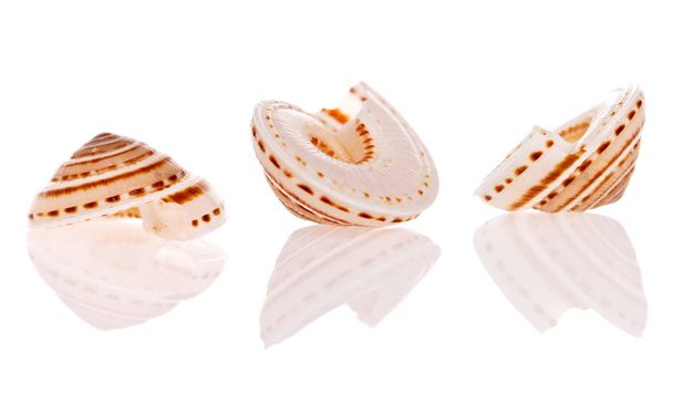 conchas marinas aisladas sobre fondo blanco - Foto, imagen