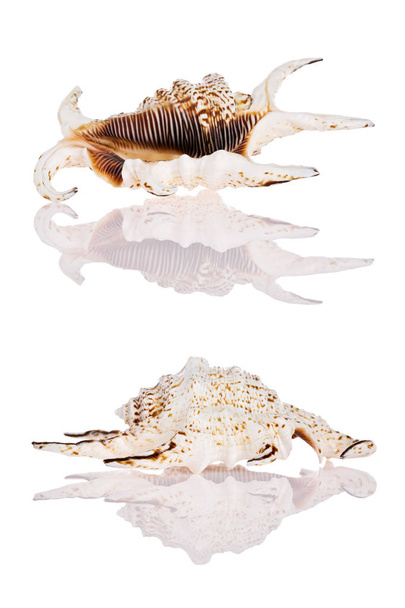 Seashells isolated on white background - Fotó, kép