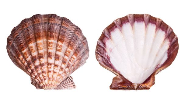 Scallop shells isolated on white background - Photo, Image