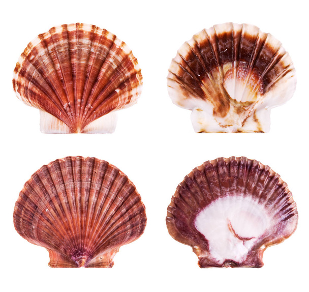 Морські мушлі ізольовані на білому тлі
 - Фото, зображення