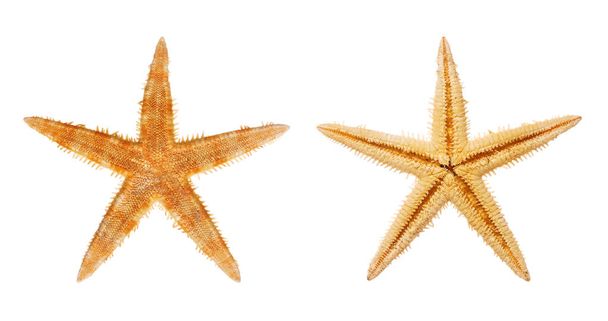 stelle marine isolate su sfondo bianco - Foto, immagini