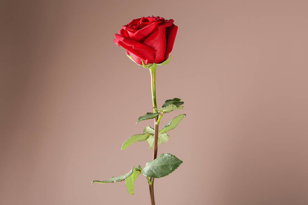 背景色に美しい赤いバラ - 写真・画像