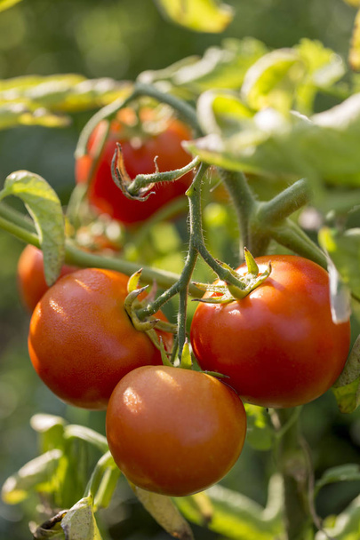 Tuoreet punaiset tomaatit oksalla puutarhassa
 - Valokuva, kuva