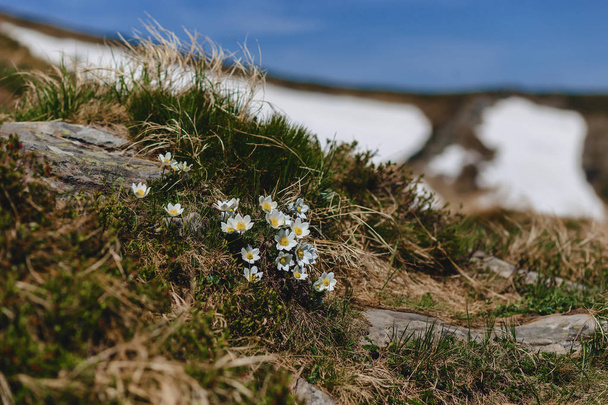 Pulsatilla alba Karpaattien vuorilla vuoristomaisemilla
 - Valokuva, kuva