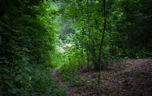 Мальовнича брудна дорога в лісі
 - Фото, зображення