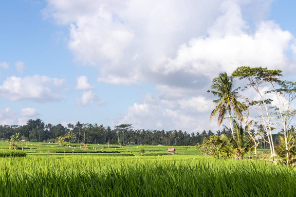 A beautiful rice field view. Bali island. - Zdjęcie, obraz
