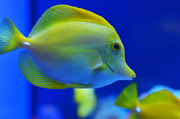 Yellow fish medium sized in pure blue water, close-up photography - Foto, immagini