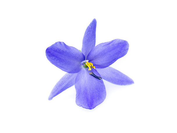 Close-up van violet bloem op witte achtergrond. (Monochoria elata Ridl.) - Foto, afbeelding
