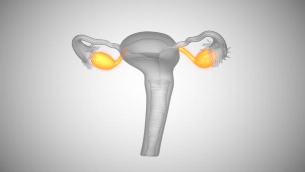 卵巣のエストロゲンの分泌 - 映像、動画