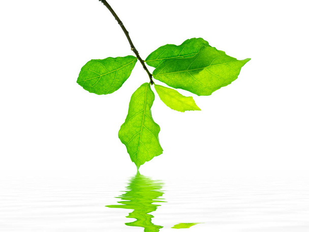 Close up Siamese rough bush leaves are reflection on water with white background (Streblus asper tree) - Photo, Image