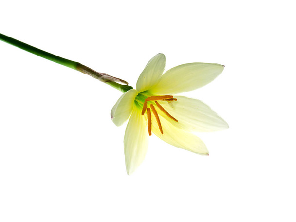 Hermosa flor de lirio de lluvia amarilla suave (Zephyranthes Lily) sobre fondo blanco
. - Foto, imagen