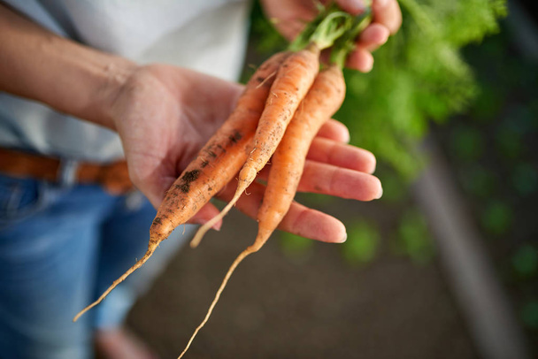 Femme mains tenant bouquet de carottes fraîches du jardinfraîchement cueillies carottes du jardin
 - Photo, image