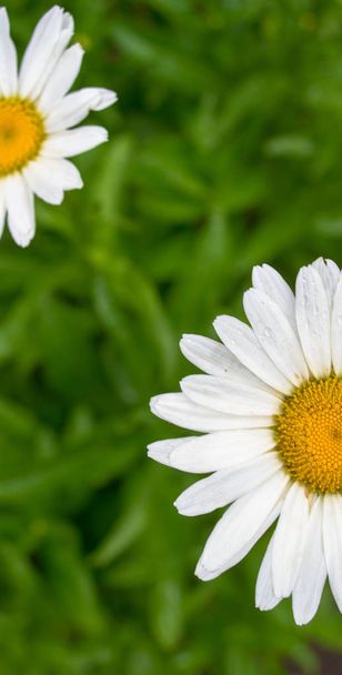 Camomile daisy flowers. Top view - Photo, Image
