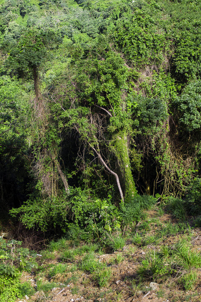 Textur Bild eines roatanischen grünen Dschungels - Foto, Bild