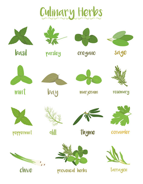 Set di 15 diverse erbe culinarie in stile cartone animato
. - Vettoriali, immagini