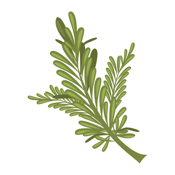 Illustration vectorielle de romarin isolée en dessin animé. Série d'herbes et d'espèces
 - Vecteur, image