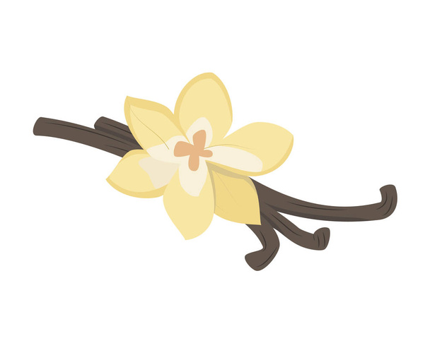 Vector vanilla illustration isolated in cartoon style. Herbs and Species Series - Vector, Image