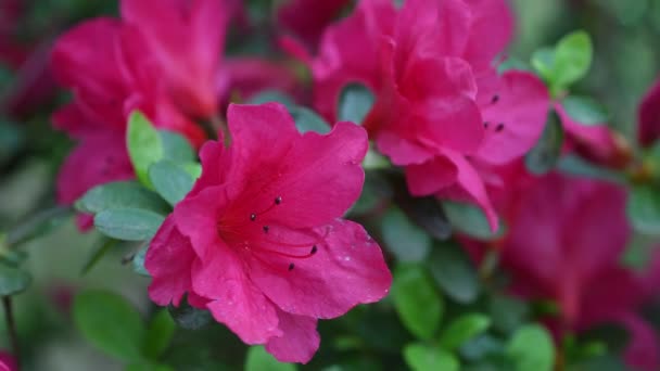 Κοντινό πλάνο του όμορφα μωβ λουλούδια αζαλέες (Rhododendron) την άνοιξη. - Πλάνα, βίντεο