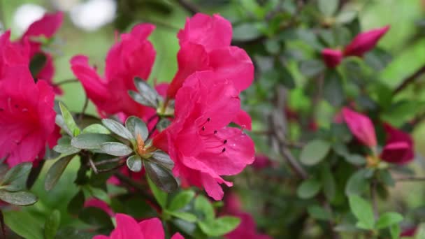 Κοντινό πλάνο του όμορφα μωβ λουλούδια αζαλέες (Rhododendron) την άνοιξη. - Πλάνα, βίντεο