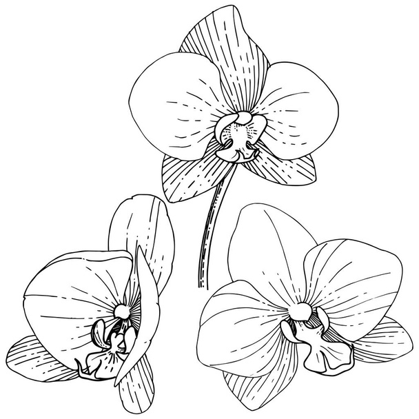 Orhid flor en un estilo vectorial aislado. Nombre completo de la planta: orhid. Flor vectorial para fondo, textura, patrón de envoltura, marco o borde
. - Vector, imagen
