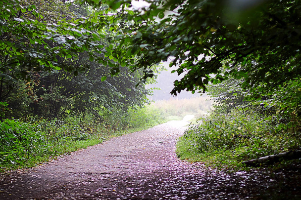 Rainy weather in the park or wood. A path between trees. Summer. - Foto, Imagen