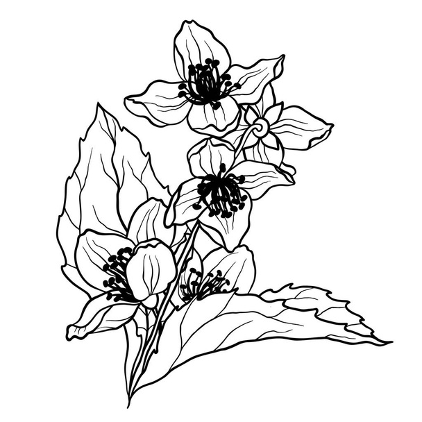 Coloring page with jasmine branch in vcector illustration in realistic design style - Διάνυσμα, εικόνα