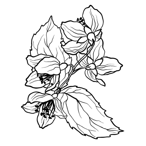 Coloring page with jasmine branch in vcector illustration in realistic design style - Vector, Image