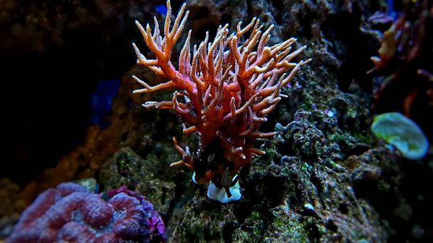 塩水サンゴ礁水槽で Histrix Sps サンゴ - 写真・画像