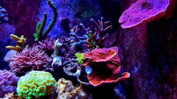 Zoutwater droom koraal rif aquarium tank scène - Foto, afbeelding
