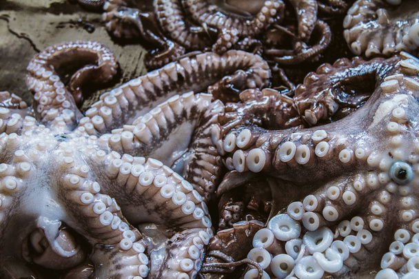 Gros plan des tentacules de pieuvre
  - Photo, image