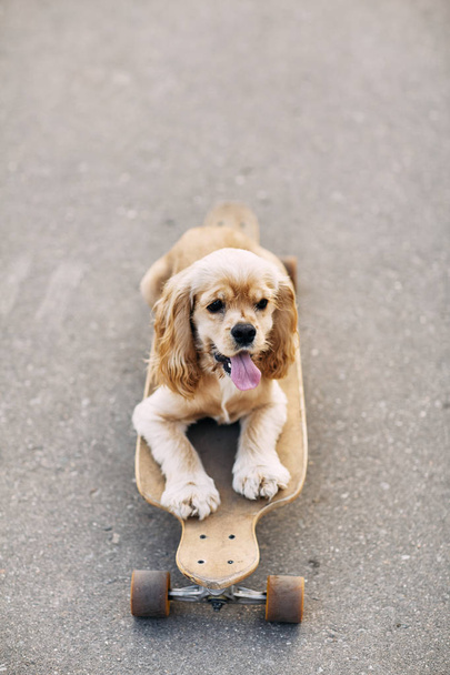 Dog riding a skateboard. - 写真・画像