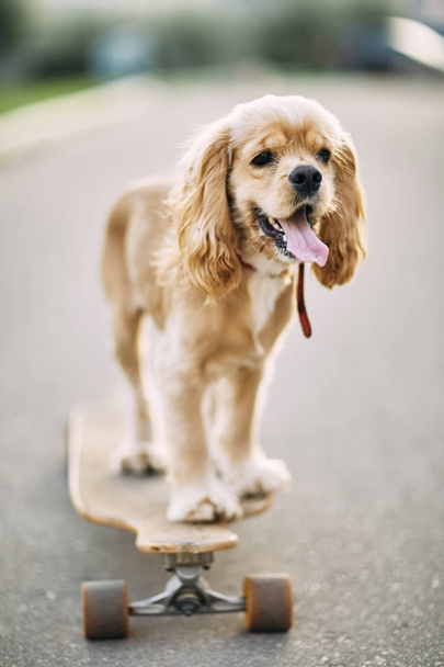Hund fährt Skateboard. - Foto, Bild