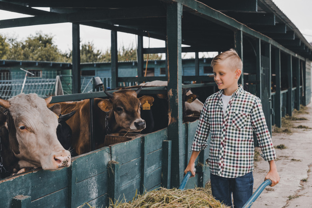 garçon heureux poussant brouette avec de l'herbe et regardant les vaches en stalle
 - Photo, image