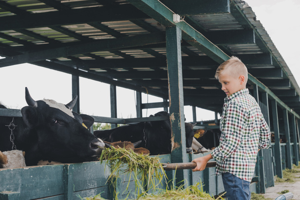 boční pohled dítěte krmení krávy s trávou na ranči - Fotografie, Obrázek