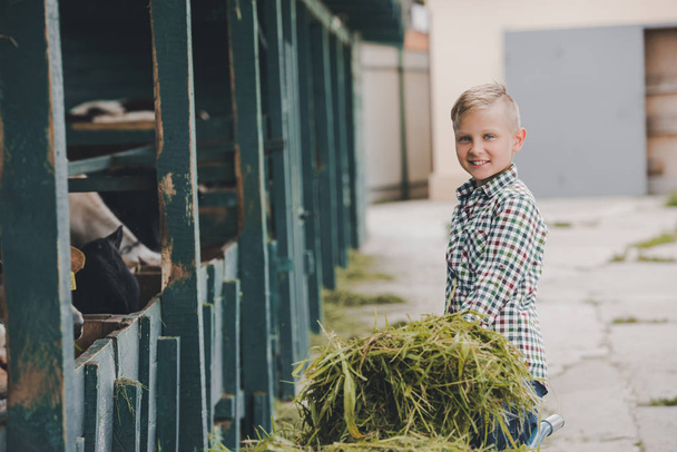 menino feliz sorrindo para a câmera enquanto alimenta vacas com grama
 - Foto, Imagem