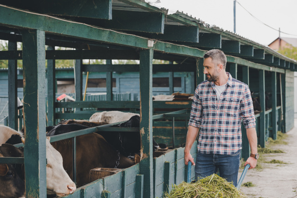 smiling farmer in checkered shirt feeding cows with grass at ranch  - Fotoğraf, Görsel