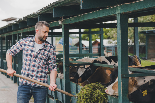 agricultor de mediana edad en camisa a cuadros alimentar a las vacas con hierba en el rancho
  - Foto, Imagen